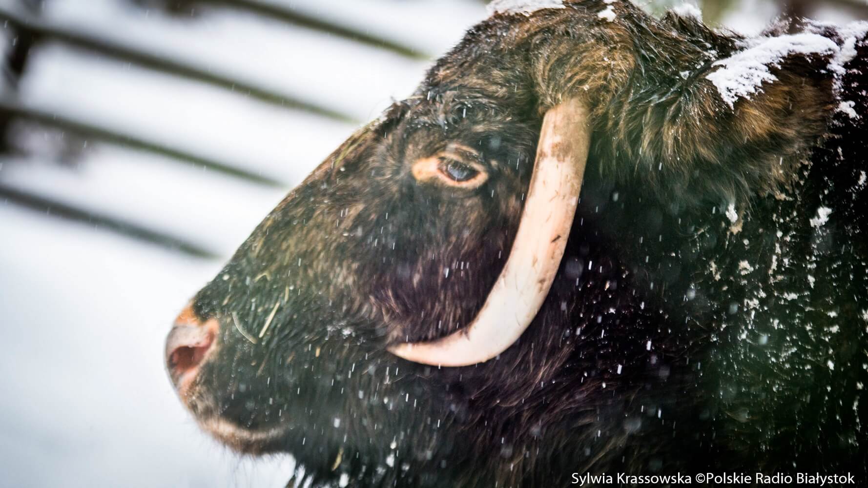 Coraz więcej turystów odwiedza Białowieżę