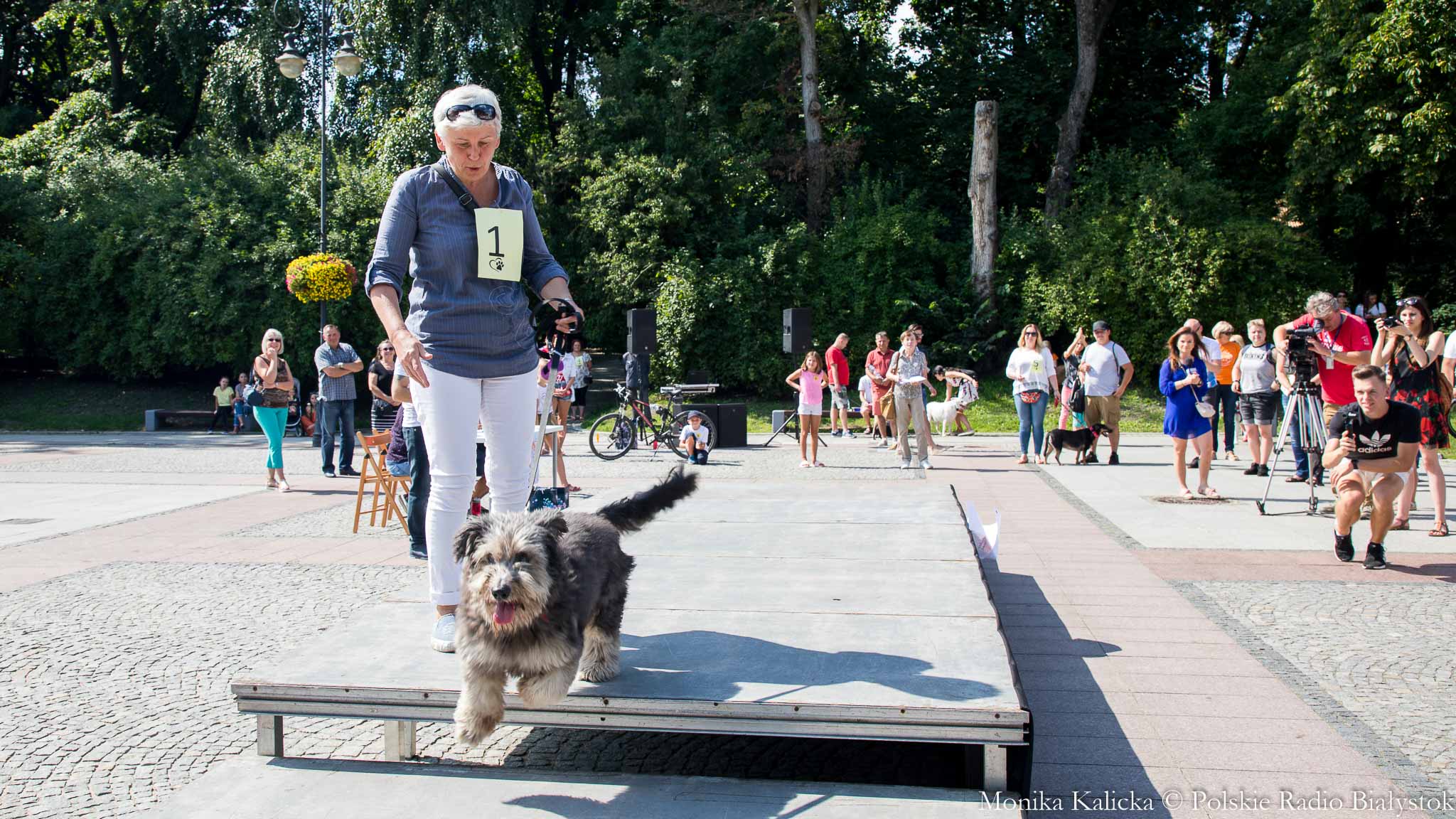 Akcja "Miss na 4 łapkach" w Białymstoku - psy ze schroniska też są piękne! [zdjęcia]