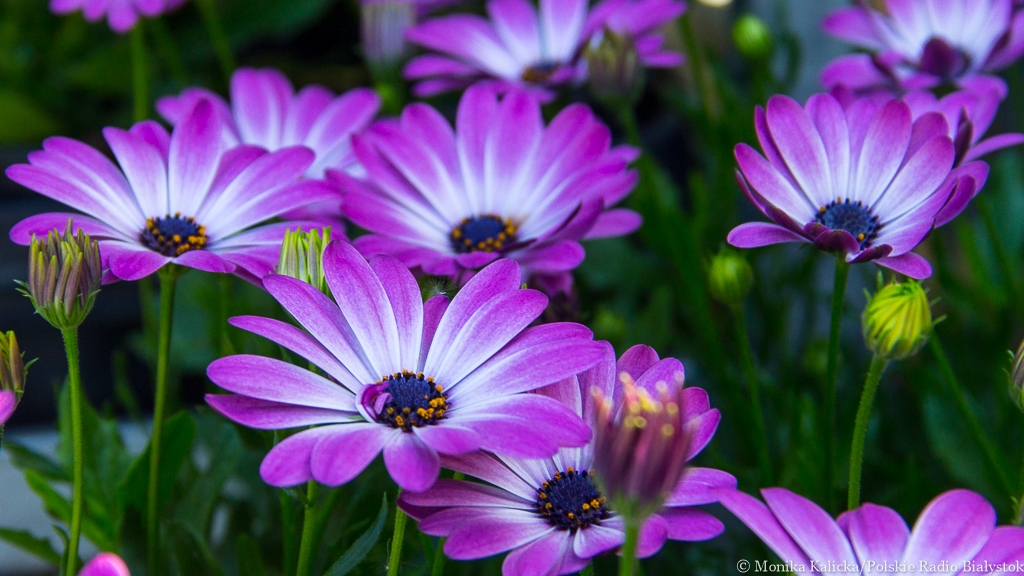 W Białymstoku powstaną wiosną łąki kwietne