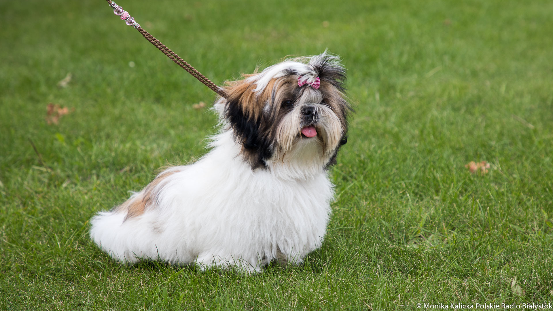 Nawet pięć lat więzienia grozi mężczyźnie z Łomży, który skatował małego psa