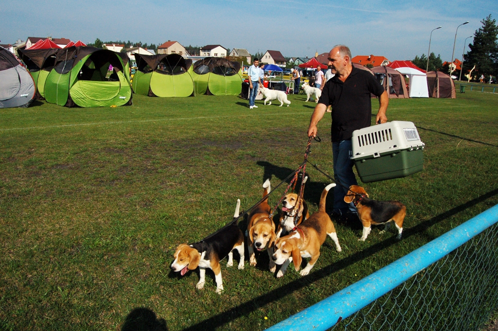 Nie tylko yorki i sznaucery. Ponad 1700 najpiękniejszych psów rasowych w Wasilkowie [zdjęcia, wideo]