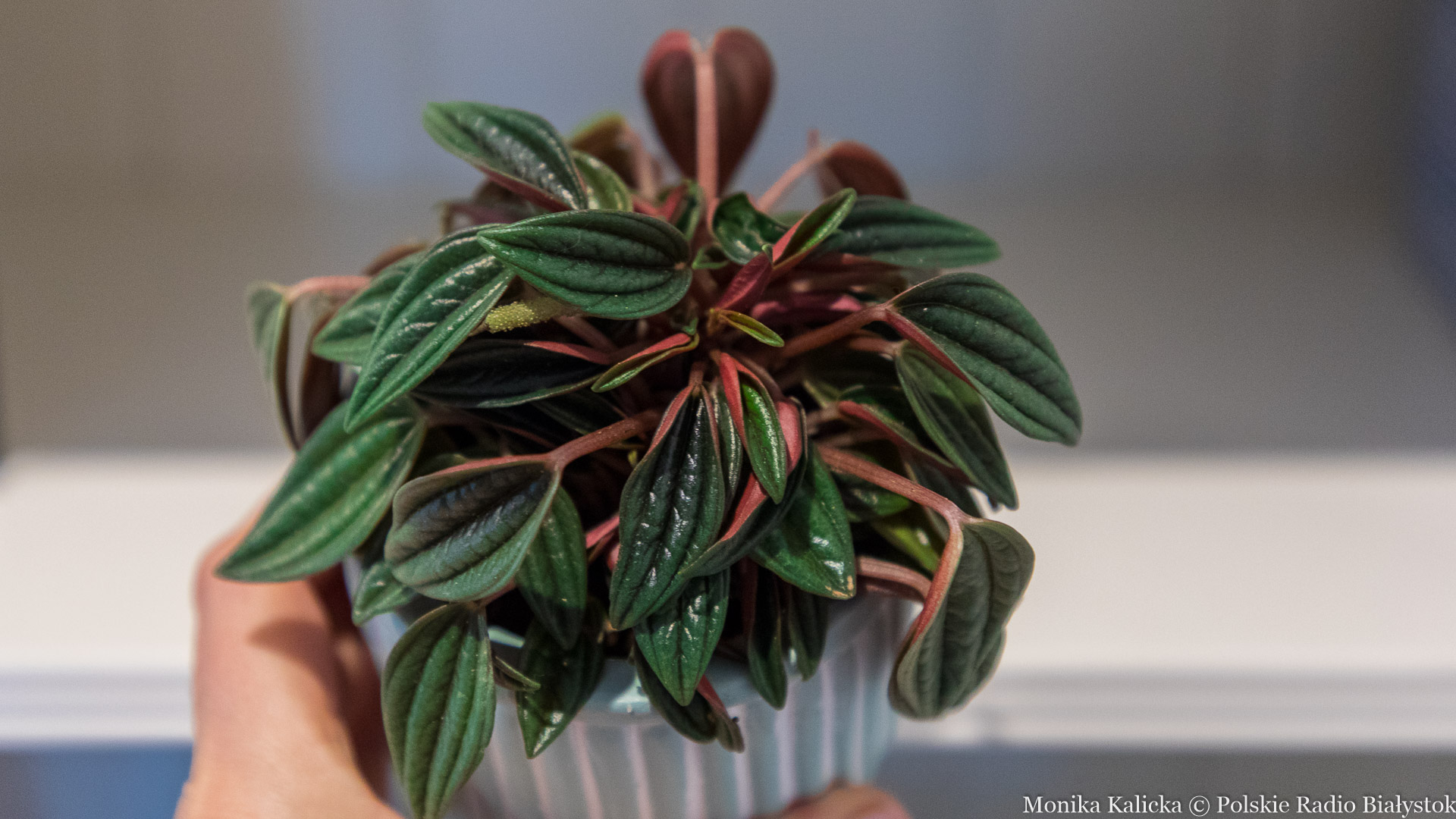 Jak dbać o rośliny doniczkowe jesienią i zimą?