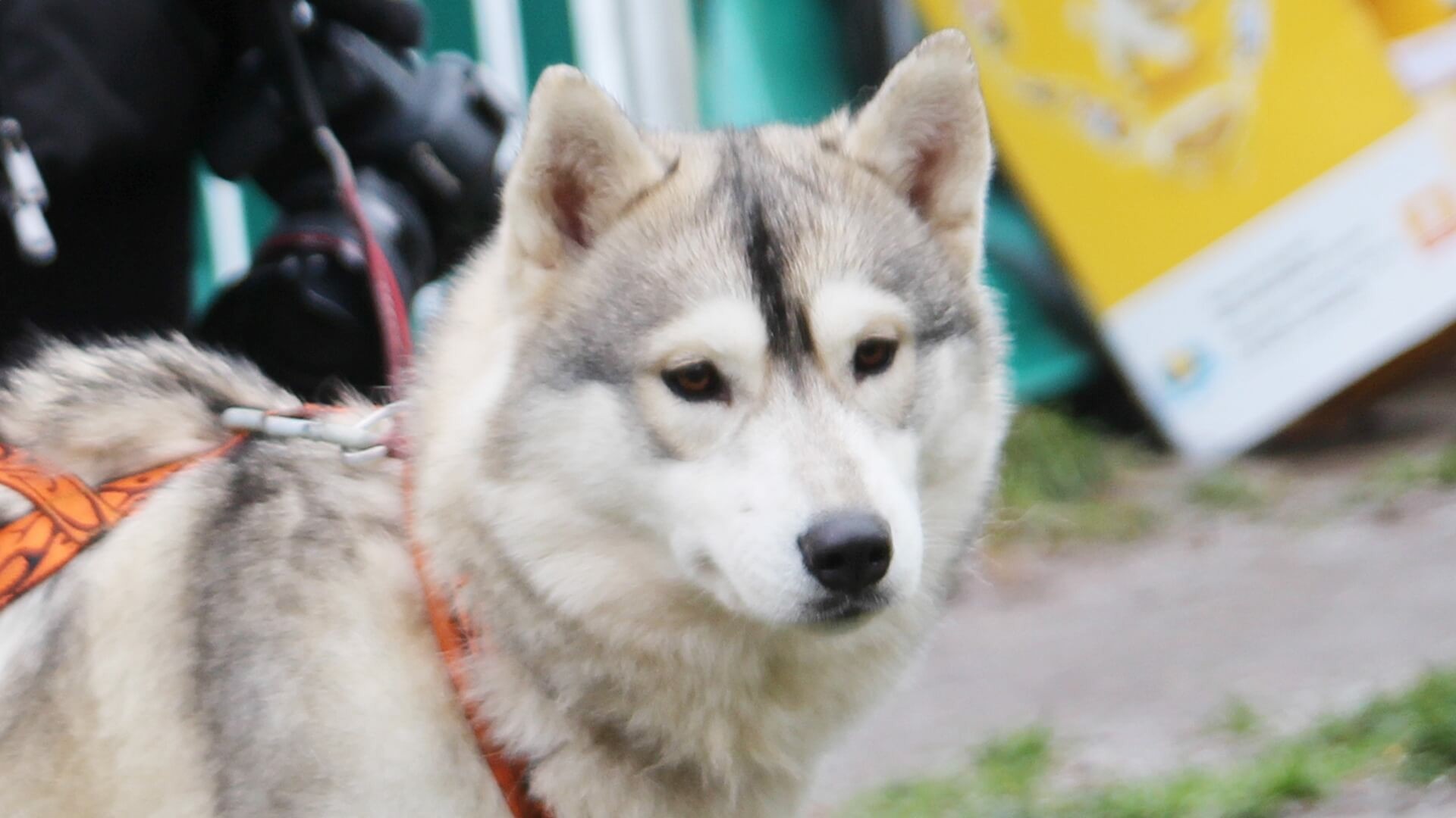 W 2023 roku blisko 170 psów opuściło białostockie schronisko - czworonogi znalazły nowe domy