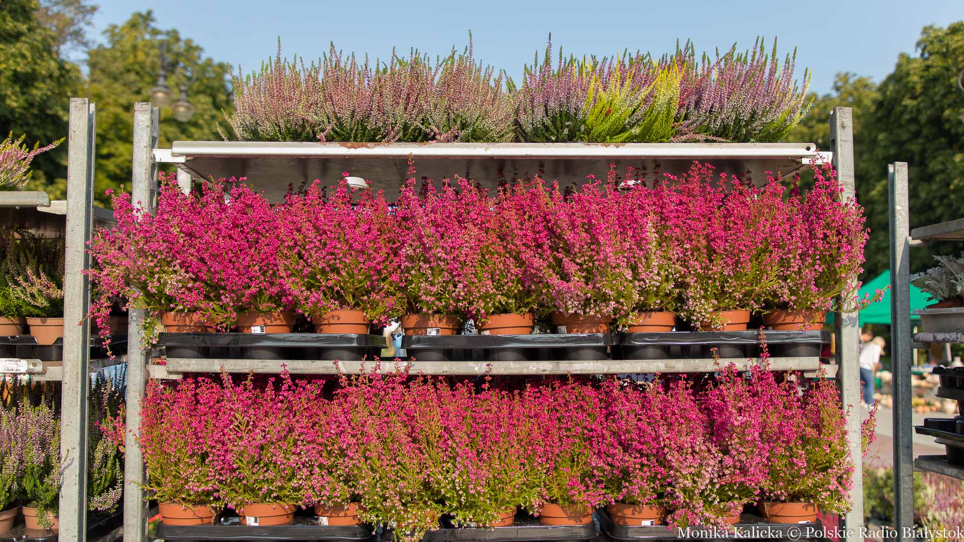Jarmark Ogrodniczy "Kresowy Ogród" przed Teatrem Dramatycznym w Białymstoku