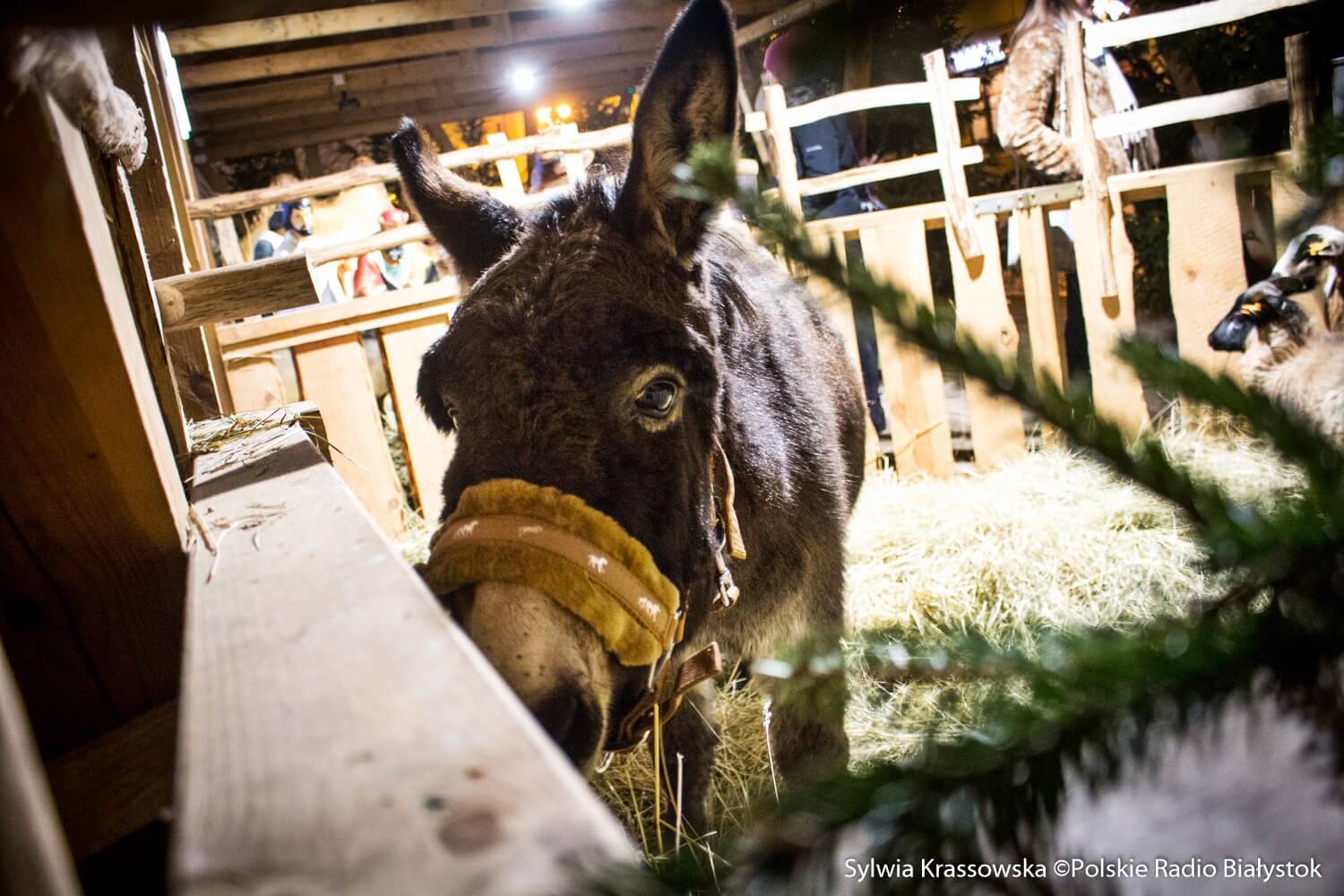 Bożonarodzeniowe szopki w regionie
