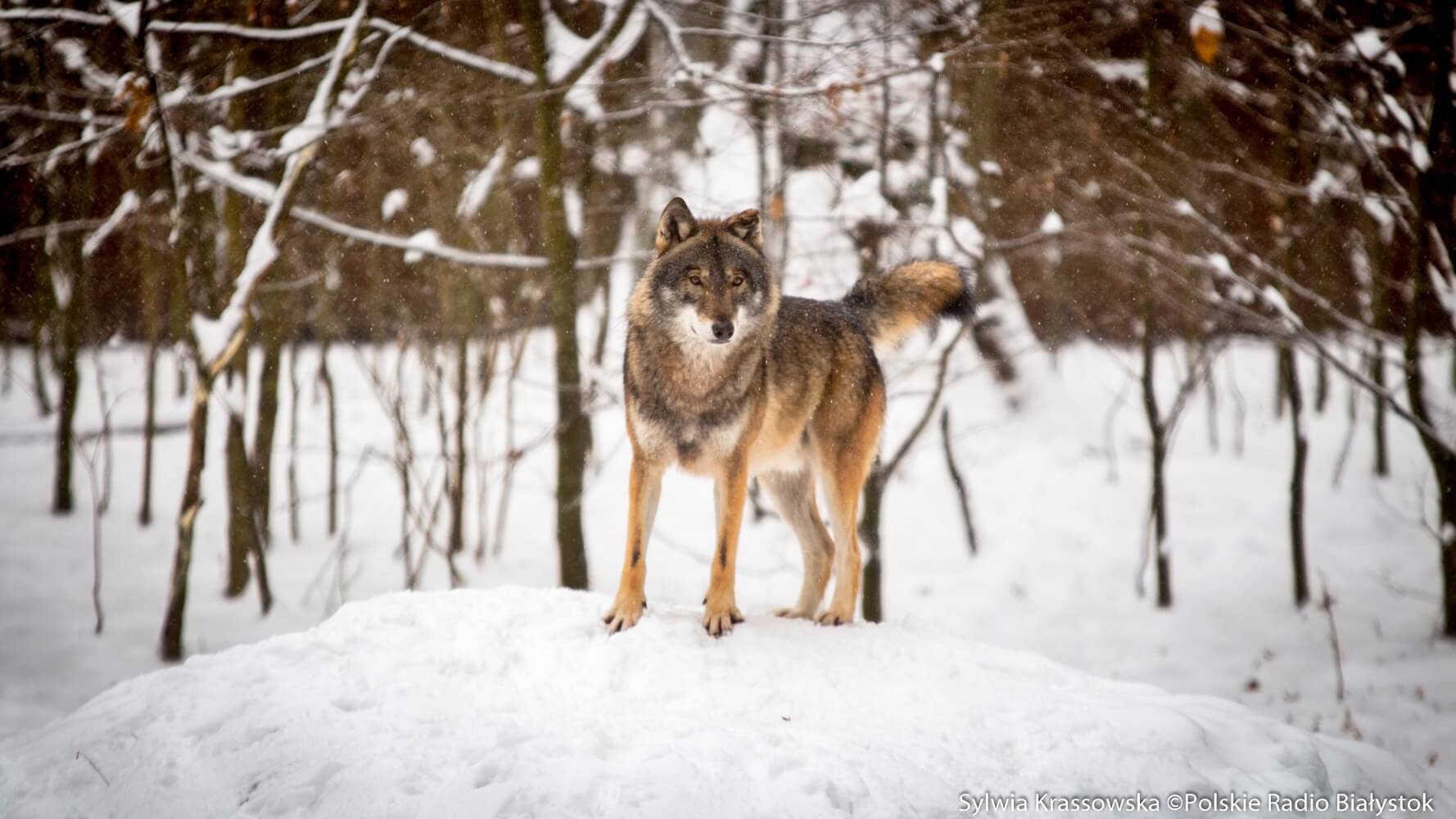 Mieszkańcy gminy Sejny mogą wnioskować o odszkodowania za straty wyrządzone przez wilki
