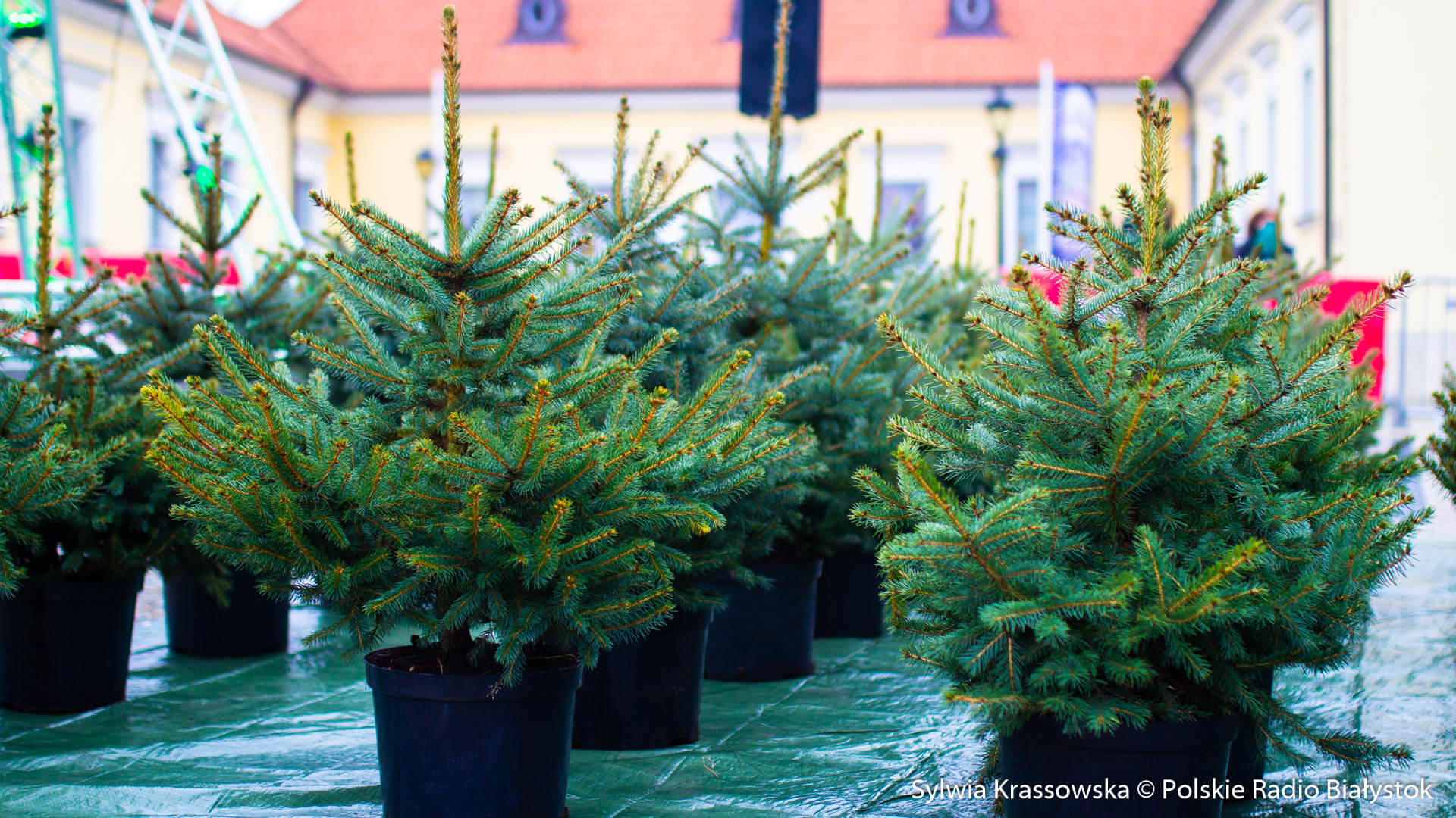 Choinka - w poszukiwaniu tej wymarzonej