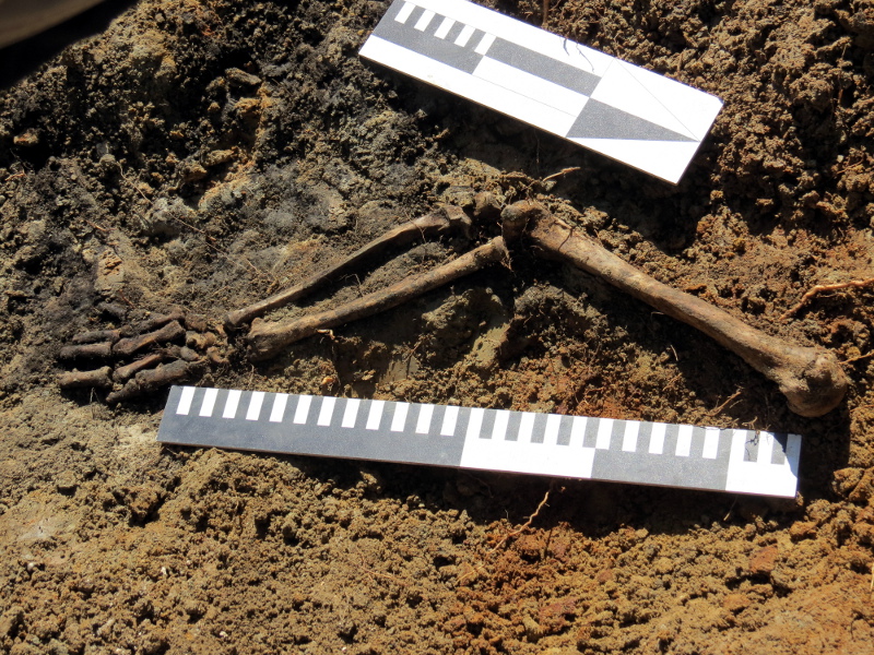 Specjaliści IPN odkryli w Czeremsze szczątki siedmiu osób