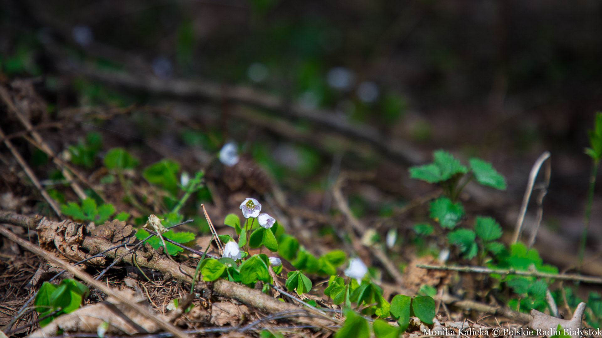 Leśnicy sprawdzają wilgotność ściółki aby określić zagrożenie pożarowe
