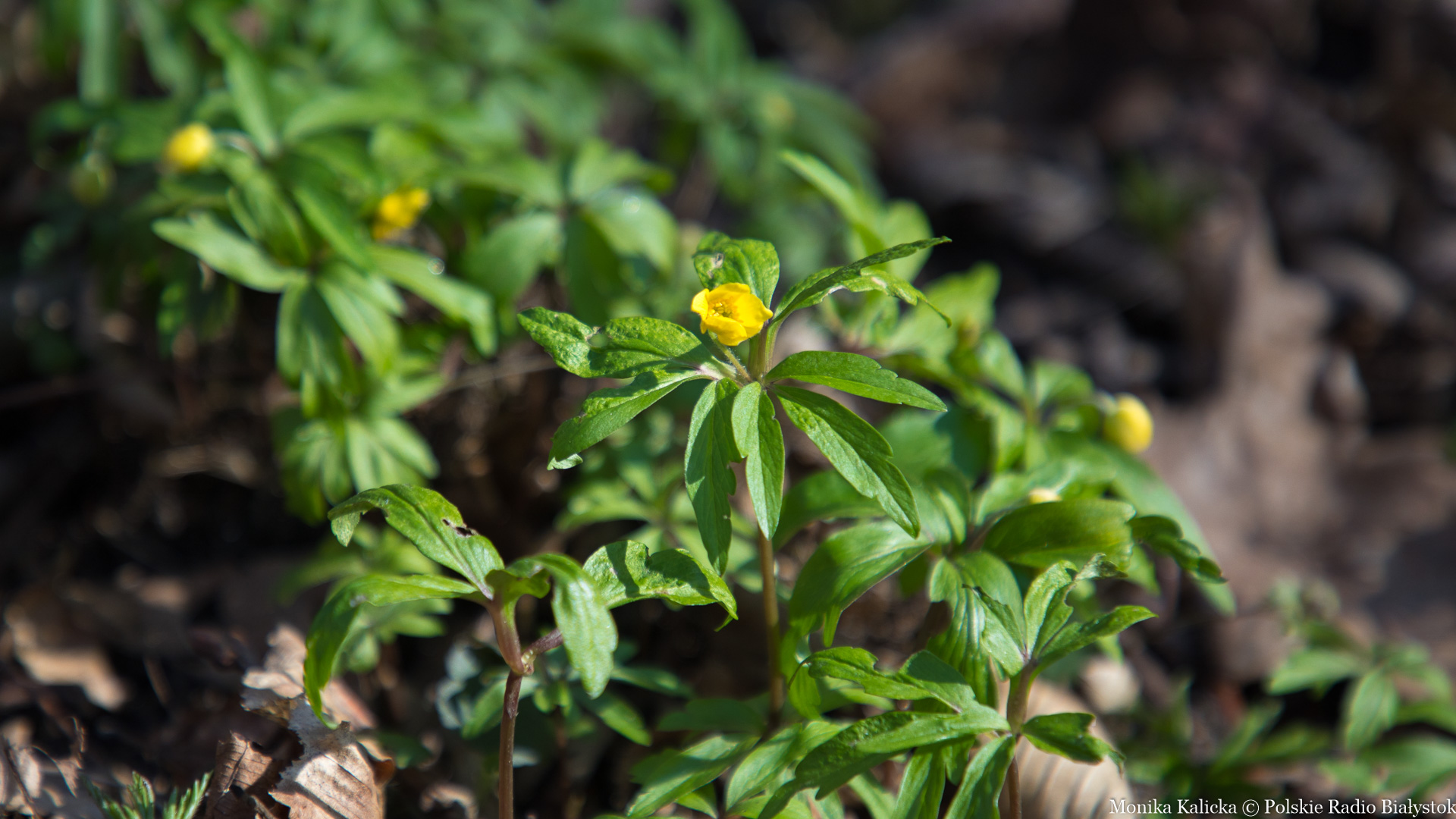 Wiosna w Białymstoku [zdjęcia, wideo]