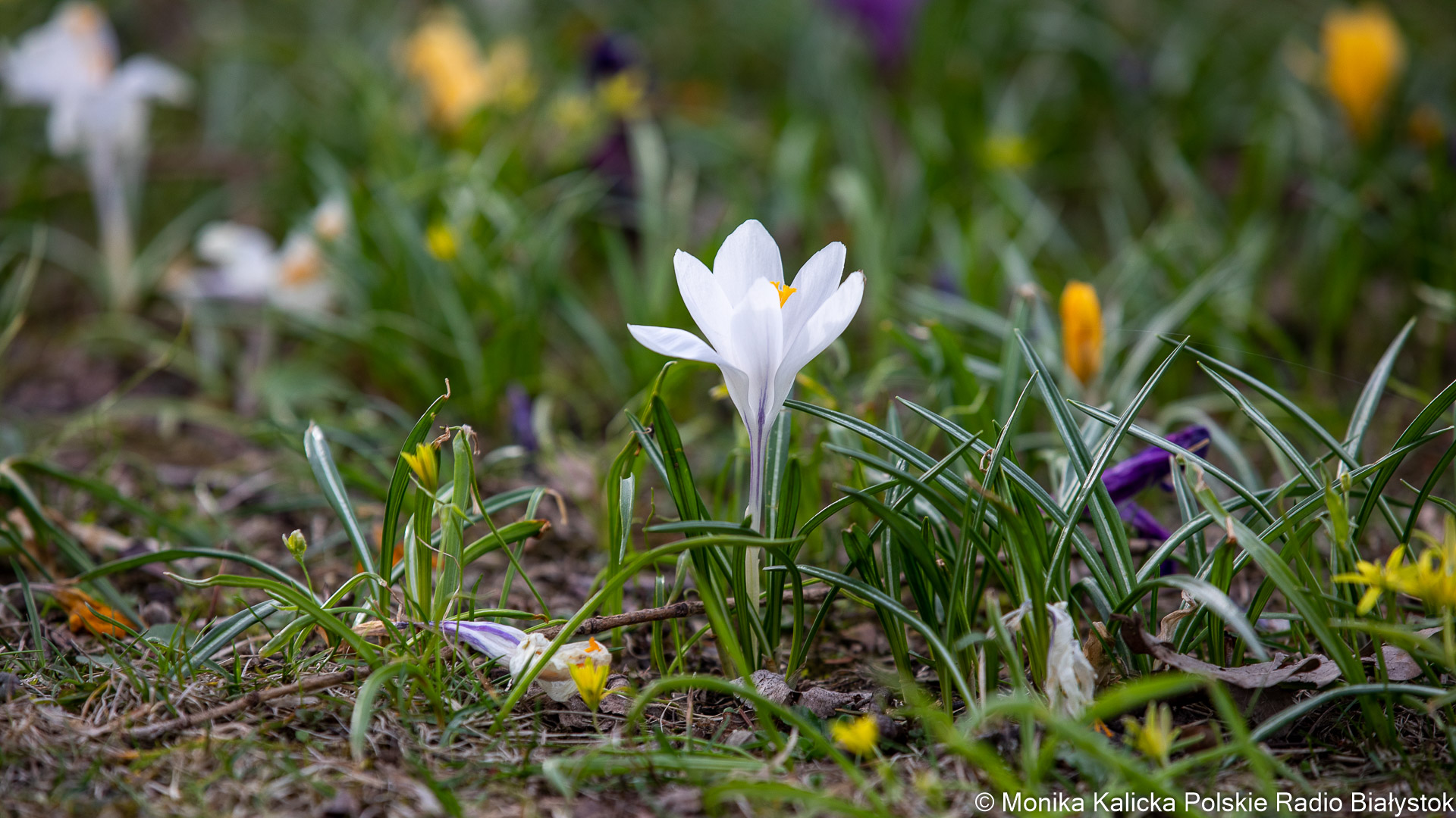 W Białymstoku trwają wiosenne nasadzenia