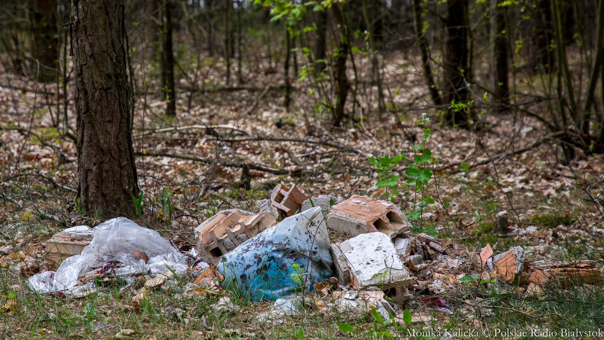 Ministerstwo klimatu proponuje podniesienie kar za śmiecenie w lasach