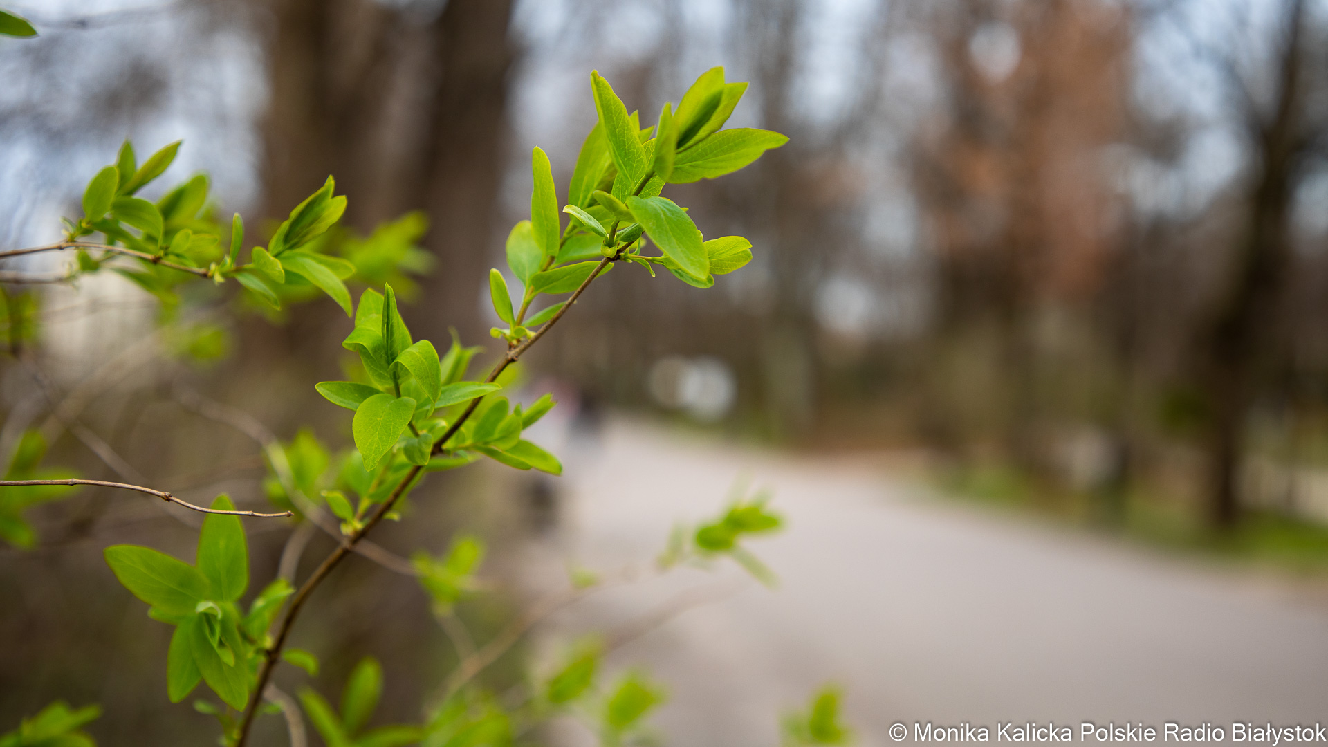 Przesilenie wiosenne
