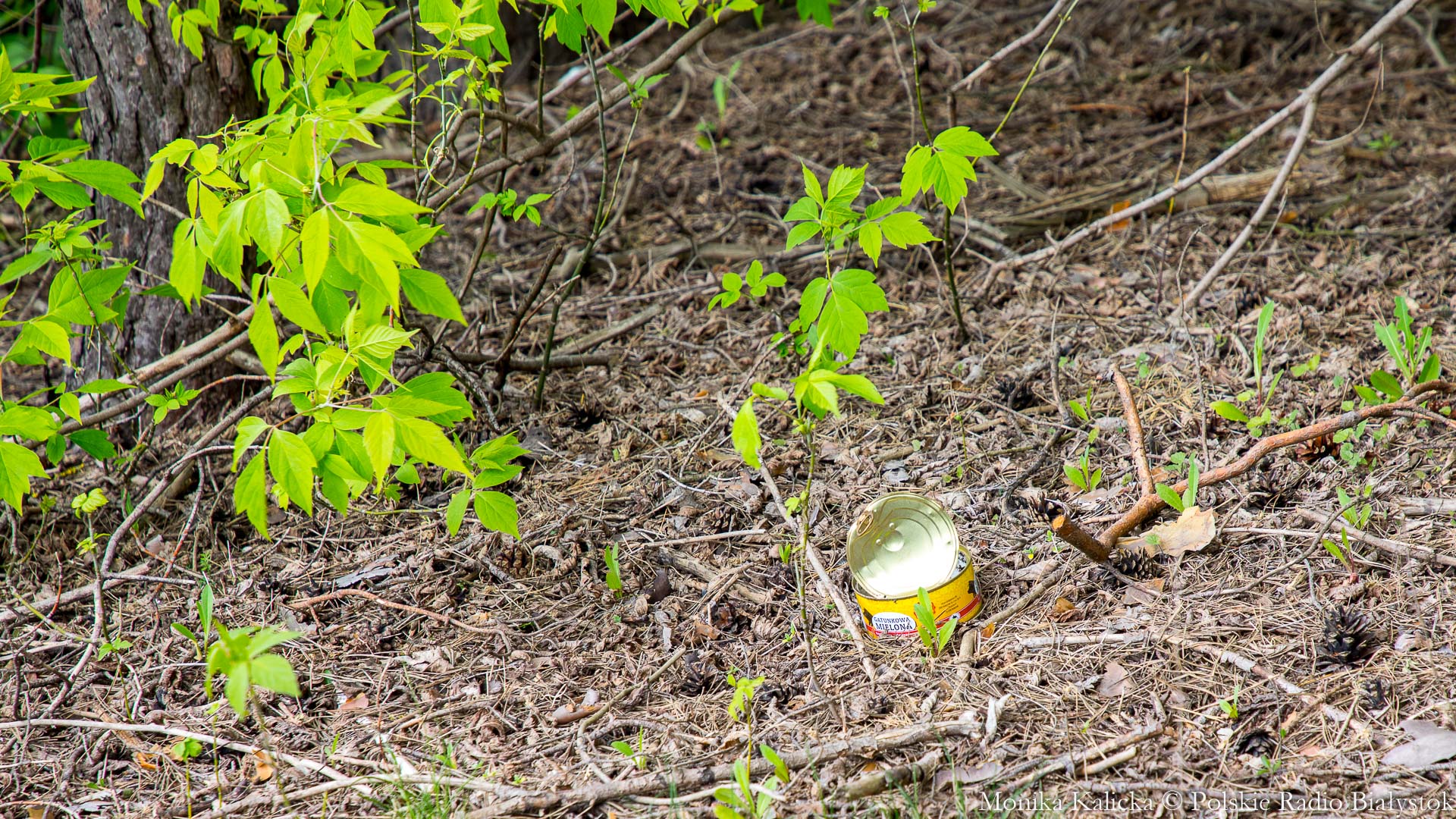 Turyści i mieszkańcy wciąż zaśmiecają augustowskie lasy