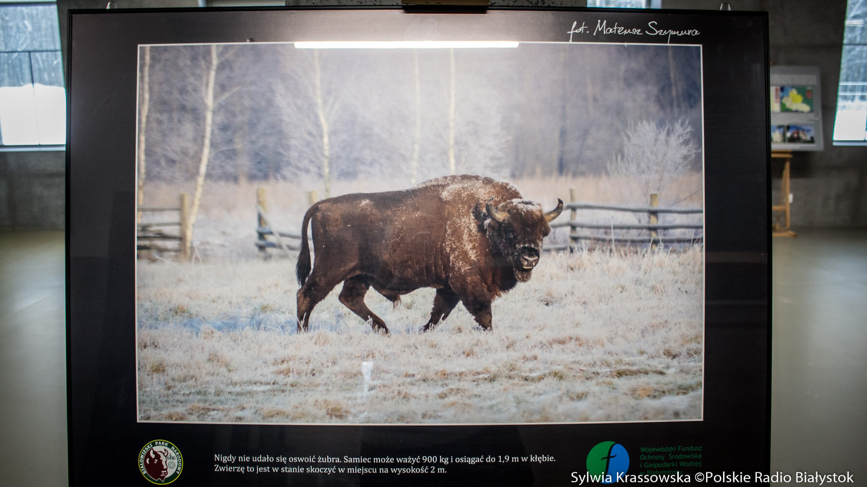 Białowieski PN i Państwowy Instytut Weterynarii wydały album i kompendium o żubrze
