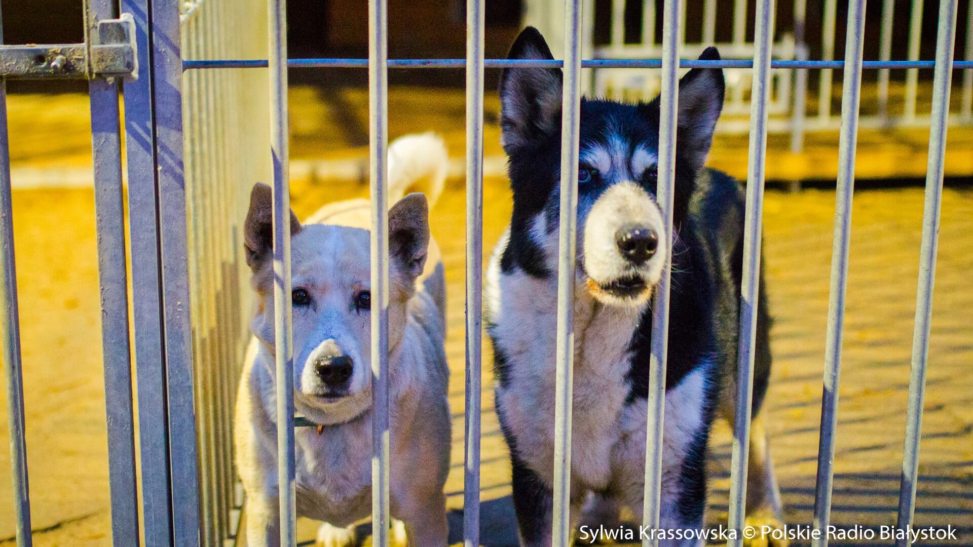 Białostockie schronisko dla zwierząt już oficjalnie nosi nazwę "Dolina Dolistówki"