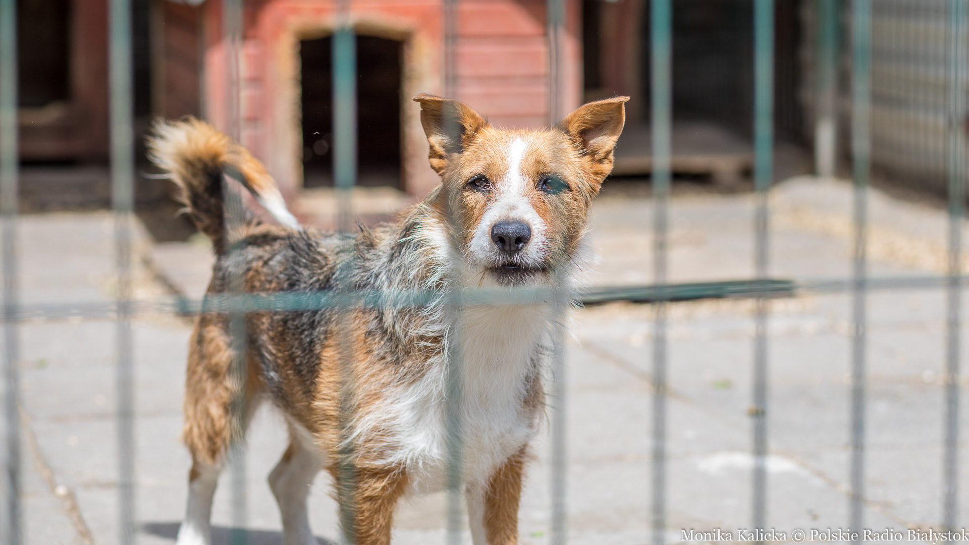 Władze Michałowa chcą, aby w gminie powstało schronisko dla psów