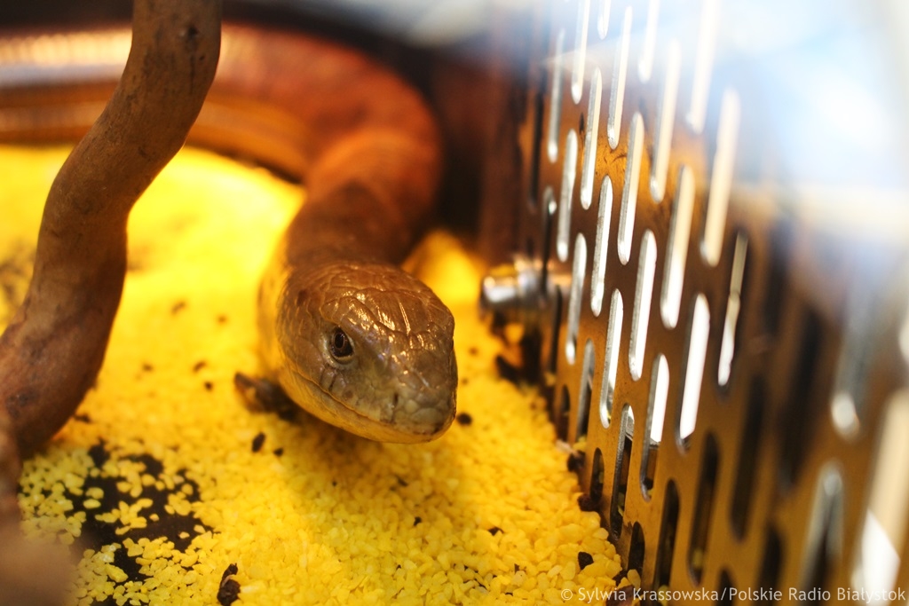Torebki ze skóry węża, nietypowe butelki z alkoholem - zakaz przewozu nielegalnych pamiątek z wakacji
