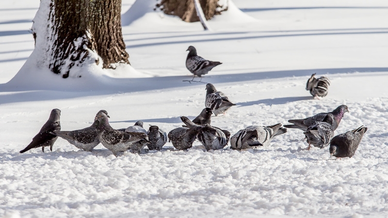 Władze Białegostoku pomagają przetrwać zimę ptakom i wolno żyjącym kotom