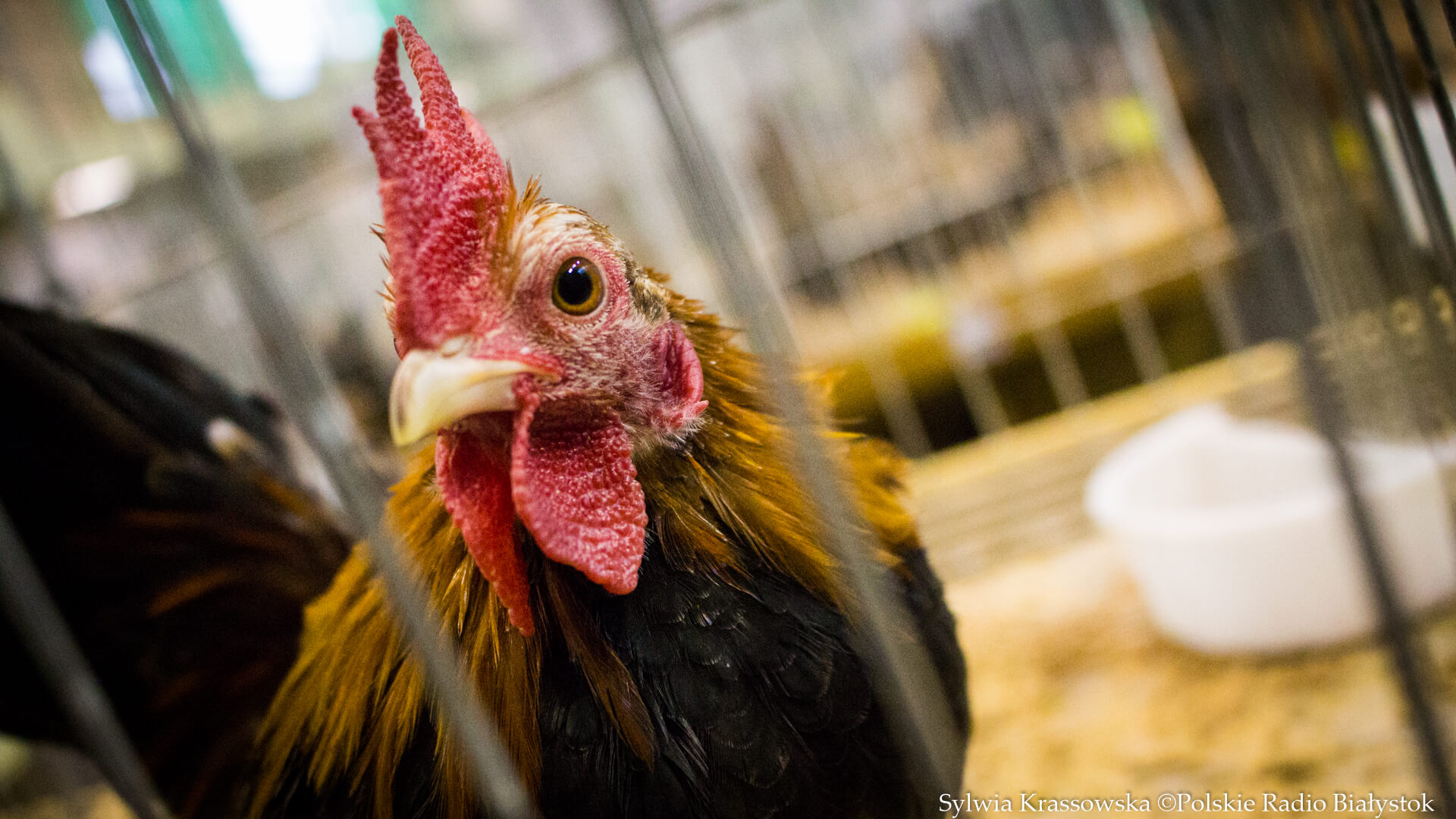Mieszkańcy Kruszynian nie chcą budowy kurzej fermy - napisali setki skarg do urzędu