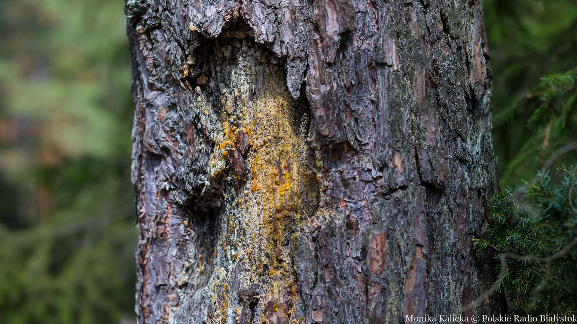 Czarna Białostocka: wycinka drzew w sąsiedztwie zalewu Czapielówka