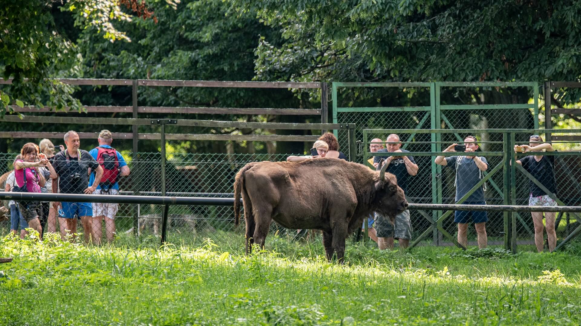 Tłumy turystów w Rezerwacie Pokazowym Żubrów w Białowieskim PN [zdjęcia]
