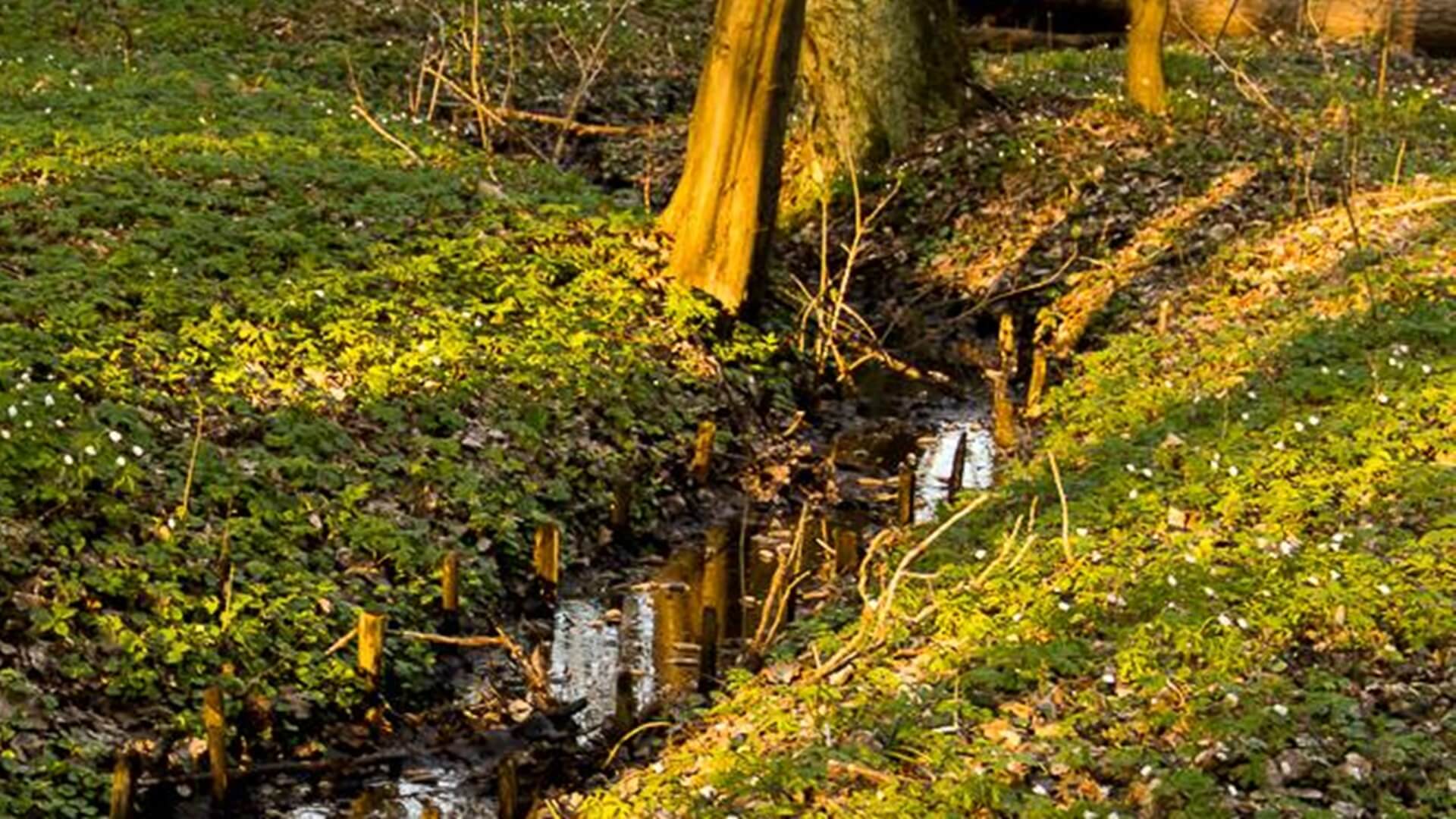 Wiosna w Lesie Zwierzynieckim