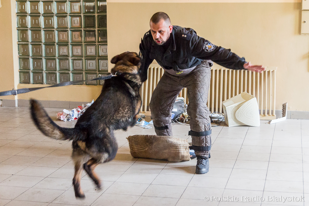 Zatrzymanie, pościg, obrona - podlaska policja szkoli psy