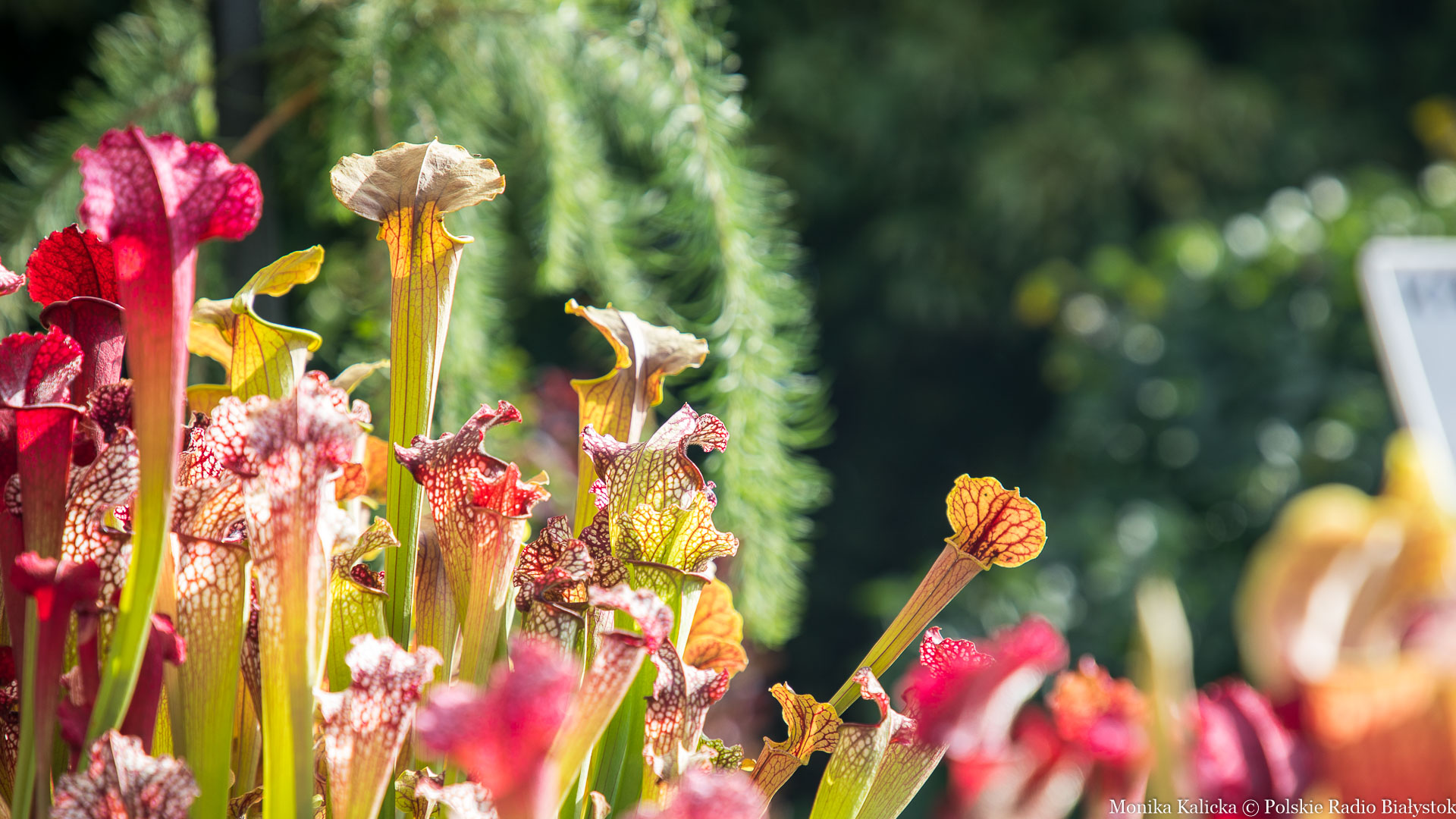 Kresowy Ogród - tradycyjne i egzotyczne rośliny na jarmarku w Białymstoku [zdjęcia, wideo]