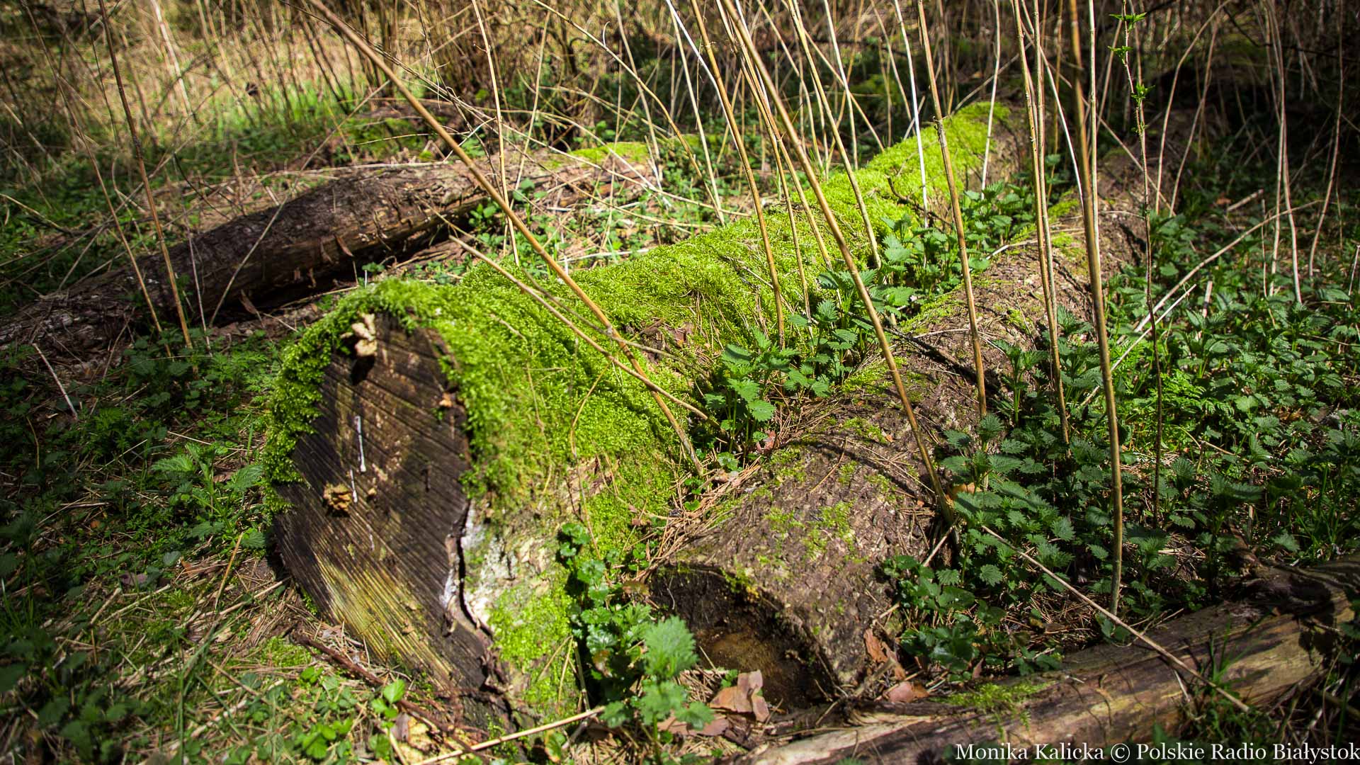 Sejmik przeciwny zmniejszeniu planowanej strefy ochrony czynnej w Puszczy Białowieskiej  10.11.2024