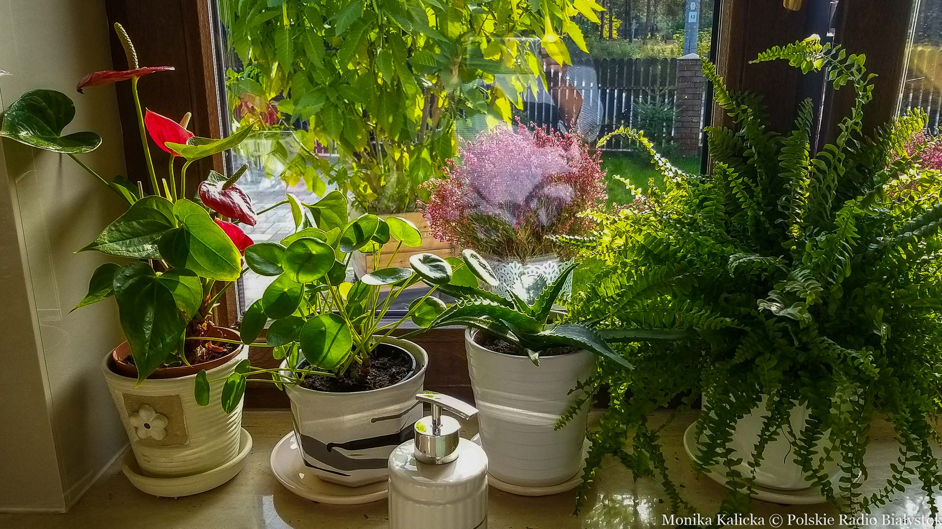 Kolekcjonowanie roślin doniczkowych - uspokajające hobby [zdjęcia]