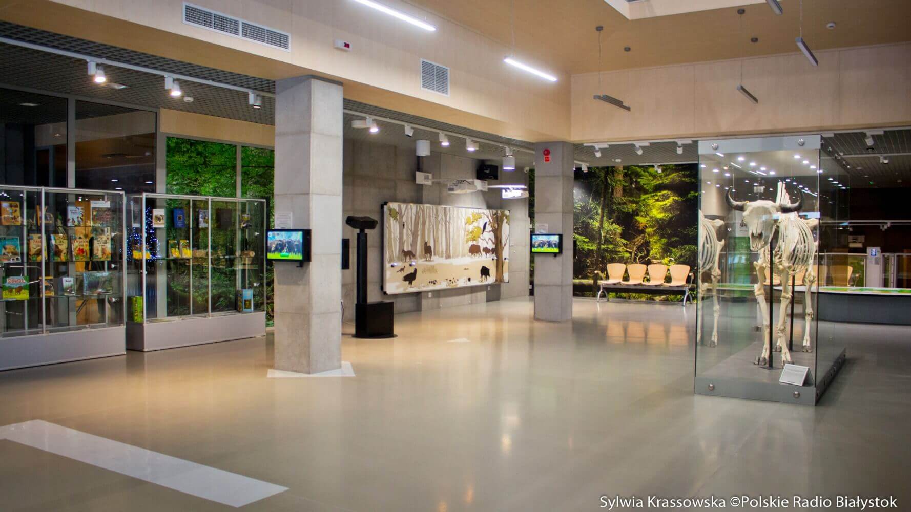 Jak Białowieski Park Narodowy pracuje w pandemii i wszystko o żubrach