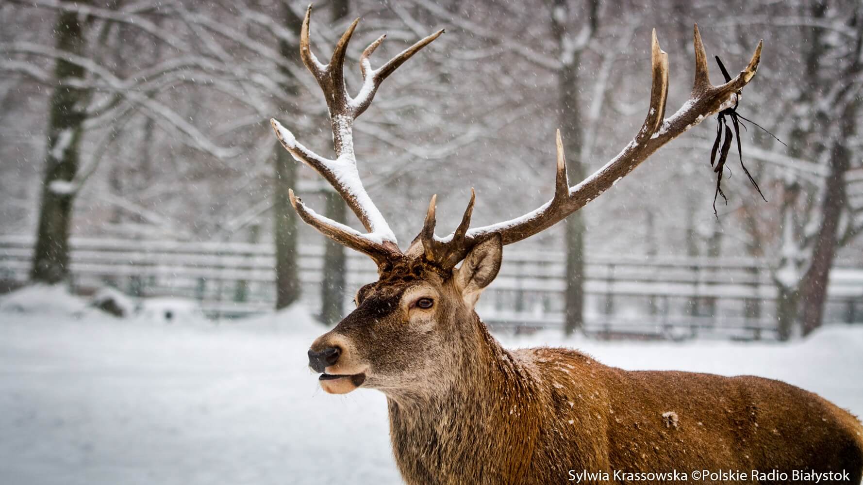 Podlaskie podróże - Białowieża [zdjęcia]