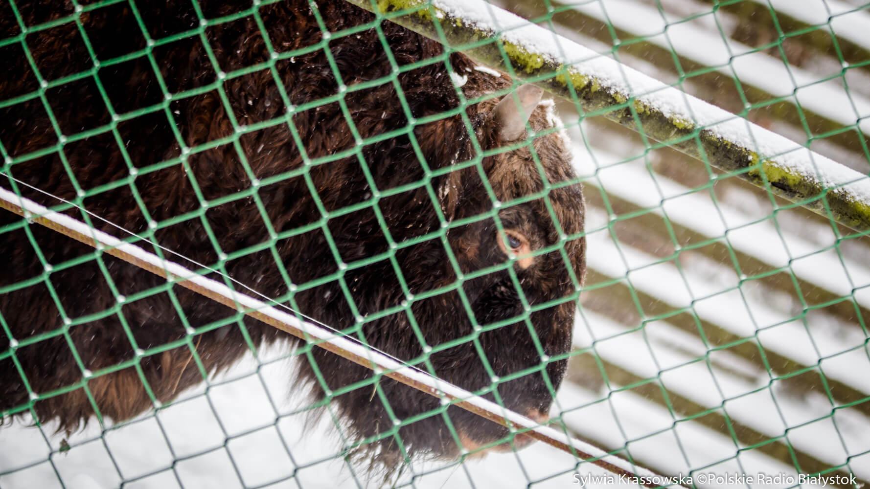 Ochłodzenie i śnieg pomogą w inwentaryzacji żubrów w Puszczy Białowieskiej