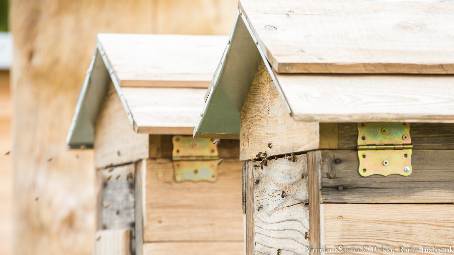 Pszczelarze z naszego regionu mają powody do zmartwień