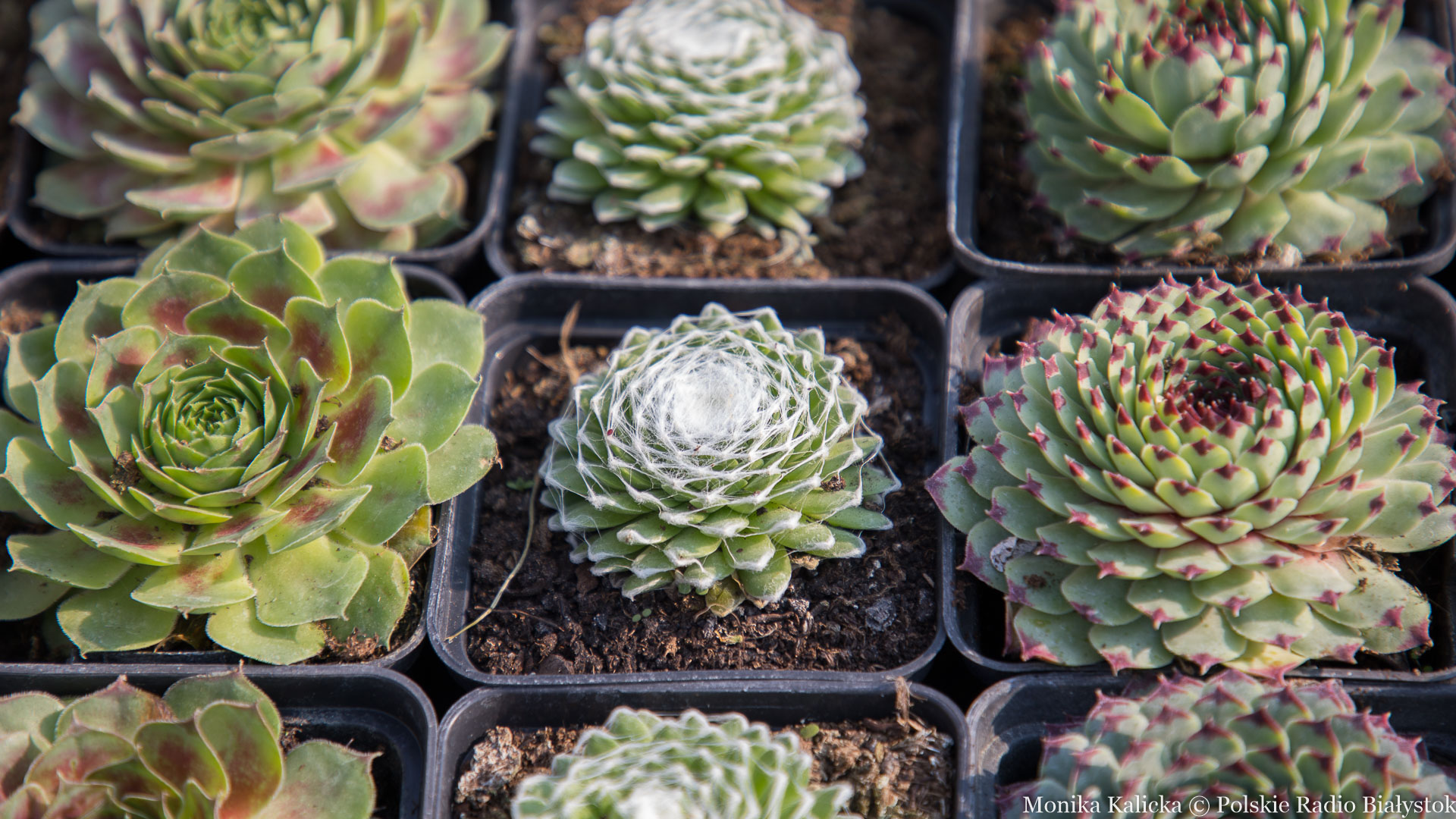 W czasie pandemii zwiększony popyt na rośliny doniczkowe