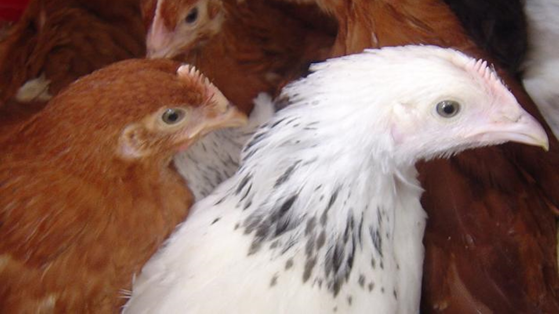 Radni z Czeremchy nie zablokują budowy dużej fermy drobiu w okolicy