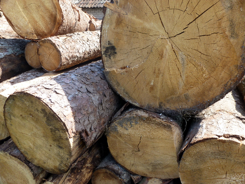 W Białymstoku jest mniej wniosków o wycinkę drzew