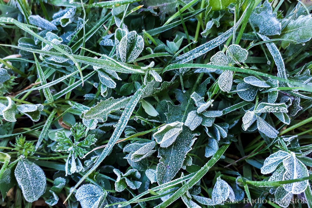 Nawet kilkustopniowe przymrozki zanotowano w nocy w Podlaskiem