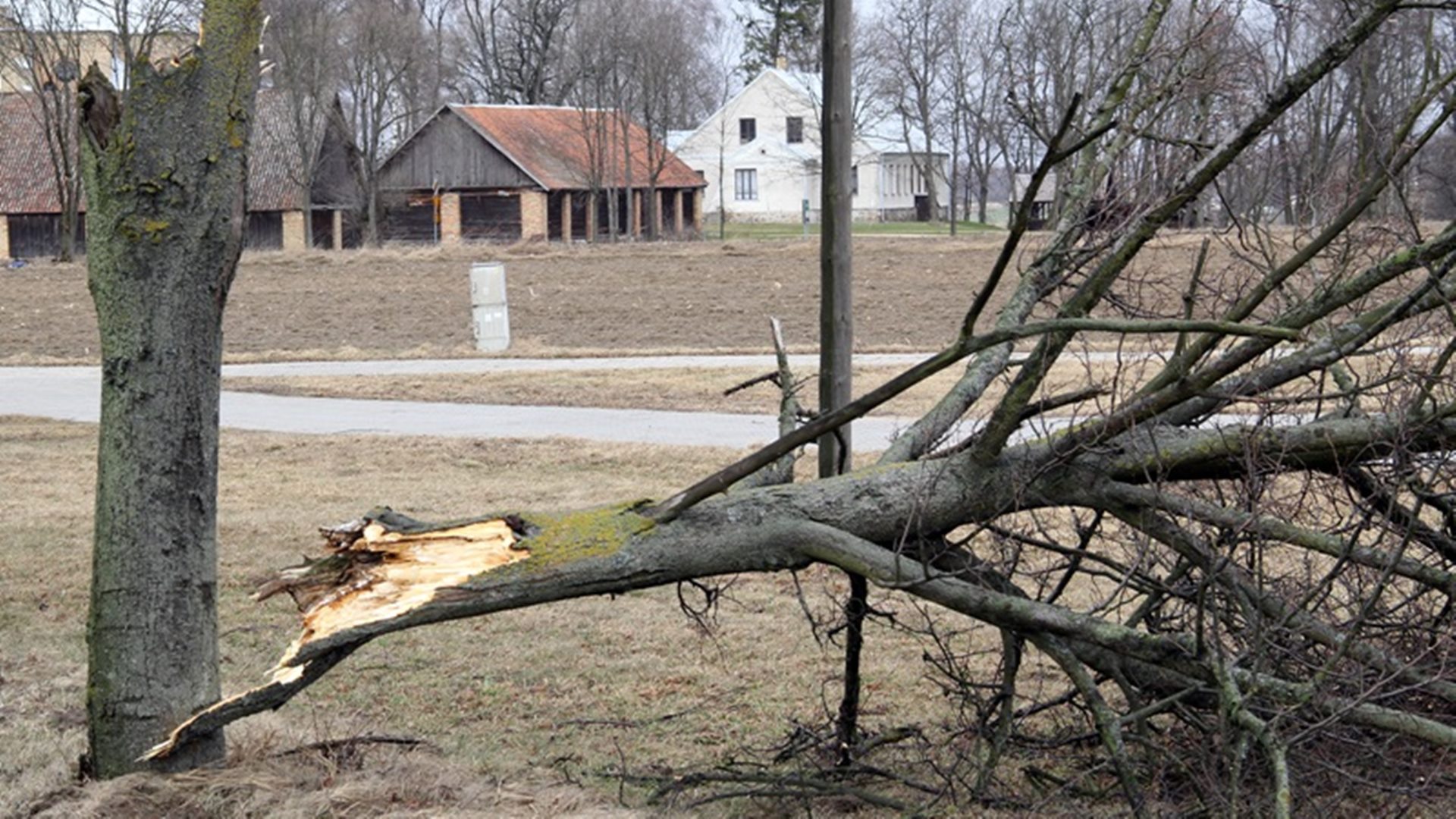 Silny wiatr w Podlaskiem - strażacy interweniowali niemal 100 razy