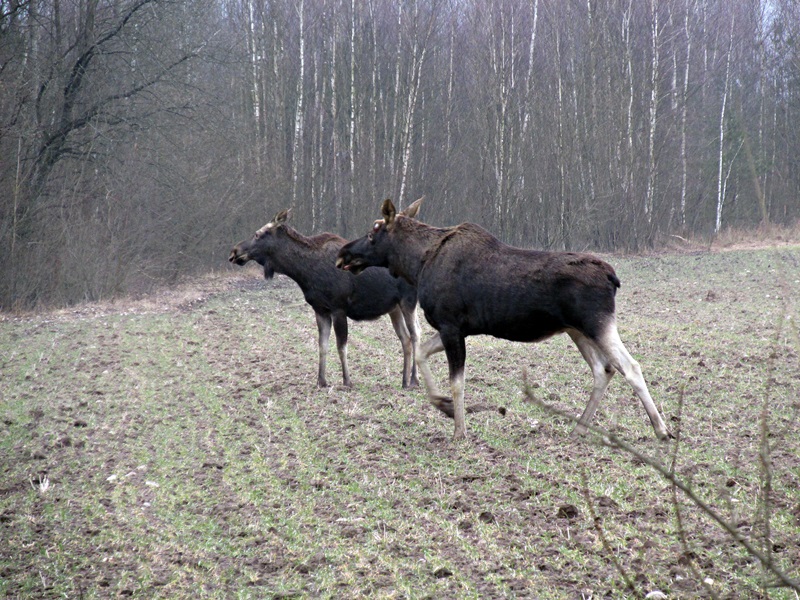 Naukowcy apelują do ministra środowiska, by nie przywracać odstrzału łosi