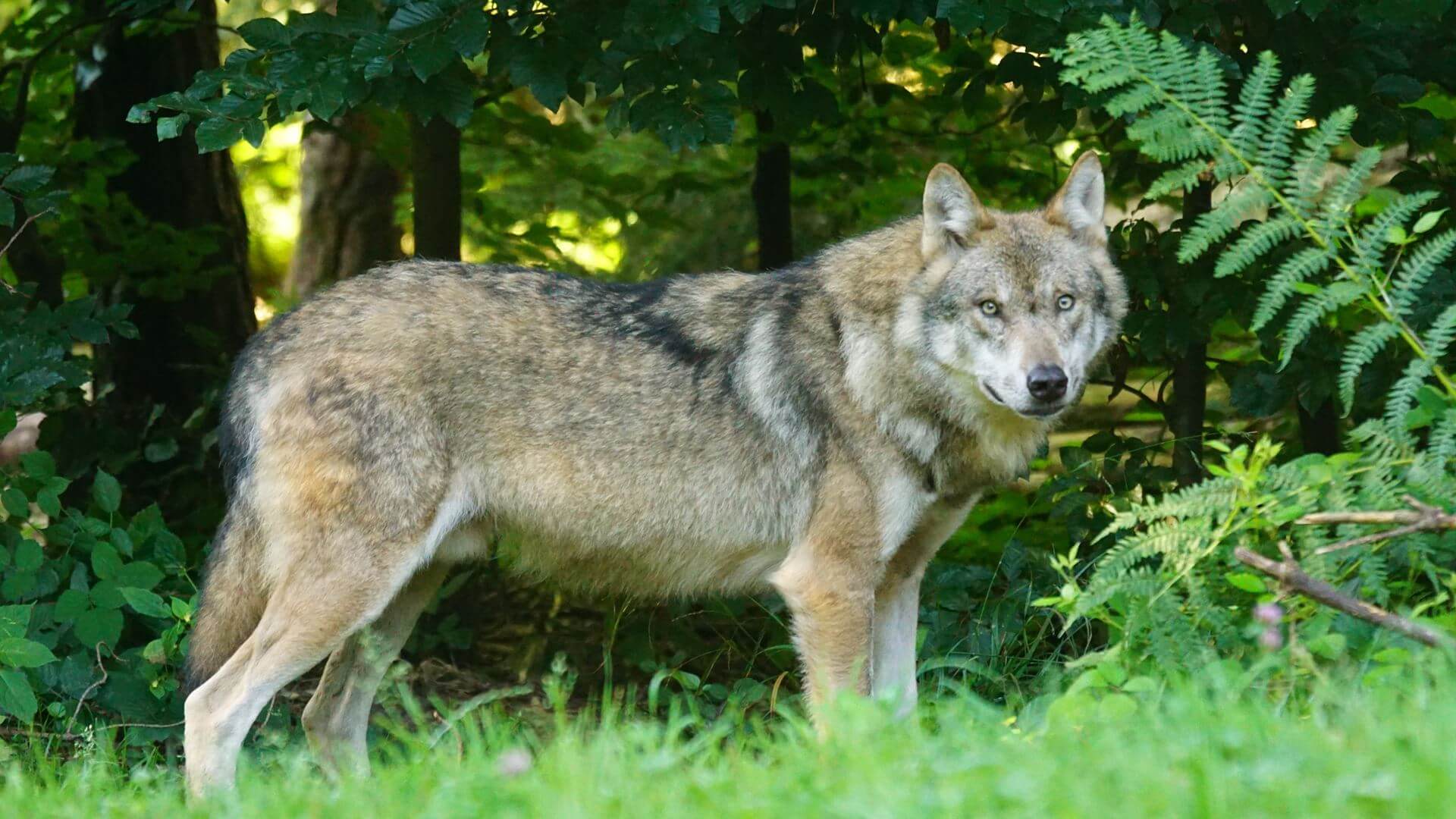 Po serii ataków na zwierzęta - gmina Augustów z pozwoleniem na płoszenie wilków