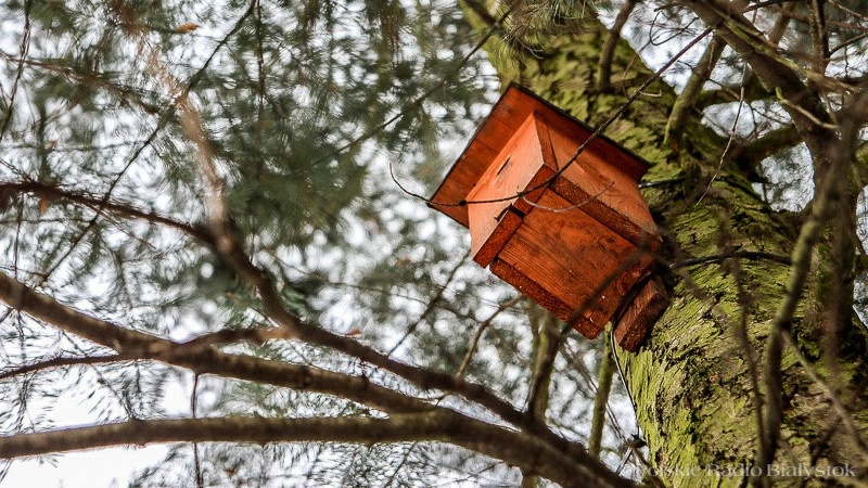 Budki lęgowe dla ptaków - warto pamiętać o kilku zasadach przed ich zawieszeniem