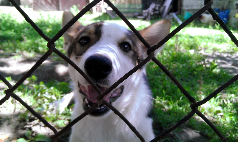 Białystok:  Dzięki interwencji mieszkańców, policjanci zatrzymali mężczyznę, który znęcał się nad psem