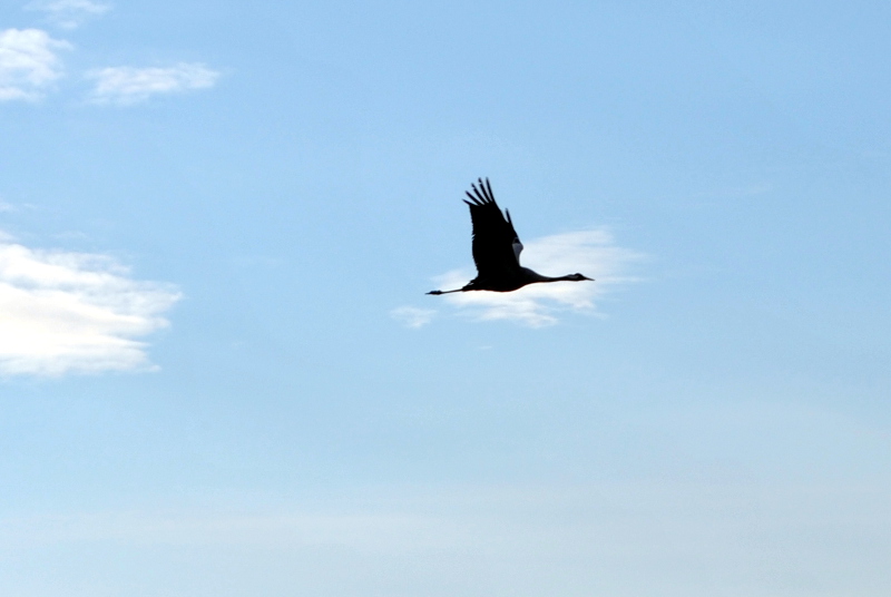 Wykłady, spacery w terenie i obserwacje ptaków - 63. Wszechnica Biebrzańska