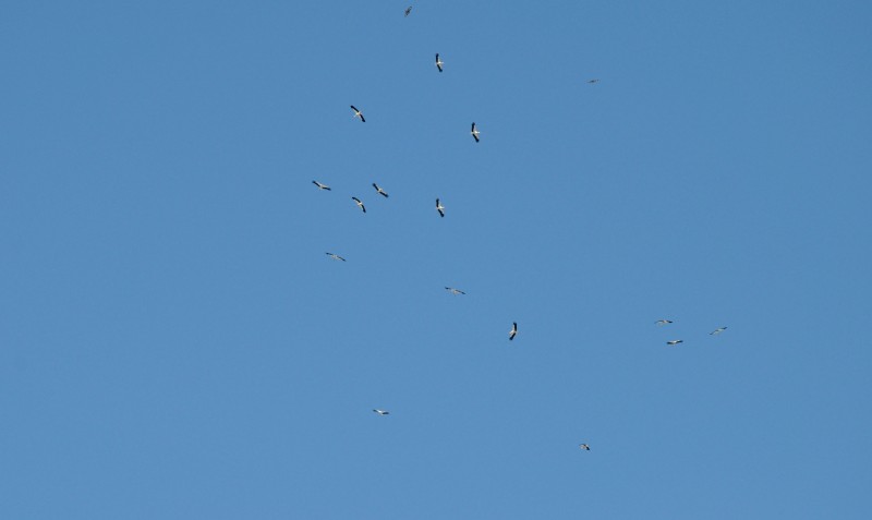 Region:  10 tysięcy kilometrów podniebnej podróży