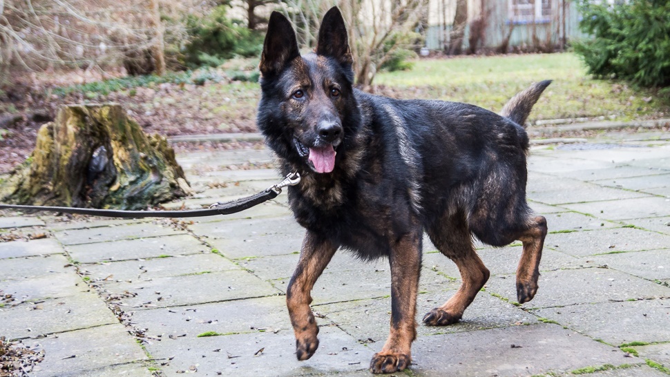 Przewodnicy psów służb mundurowych szkolą się w Czerwonym Borze