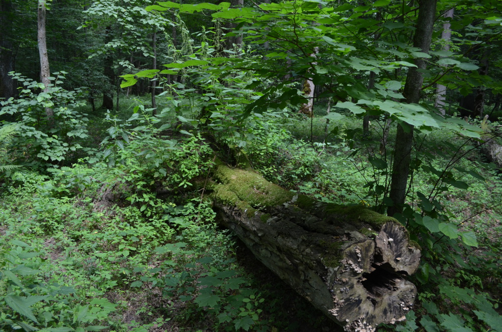 Ekolodzy krytyczni do planu MŚ ws. zarządzania Puszczą Białowieską