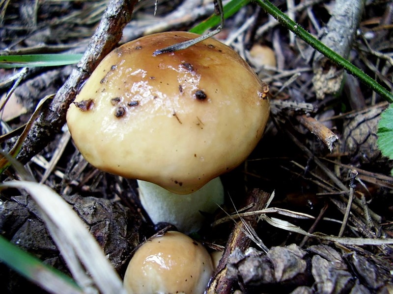 Około 250 gatunków grzybów z Puszczy Białowieskiej na wystawie w Białowieży