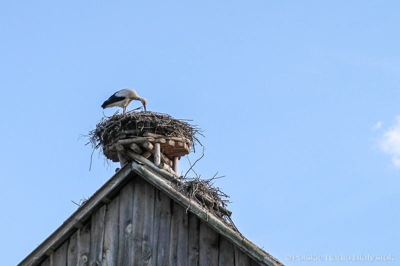 Ile waży bocianie gniazdo? Jako pierwsi zbadali to podlascy badacze
